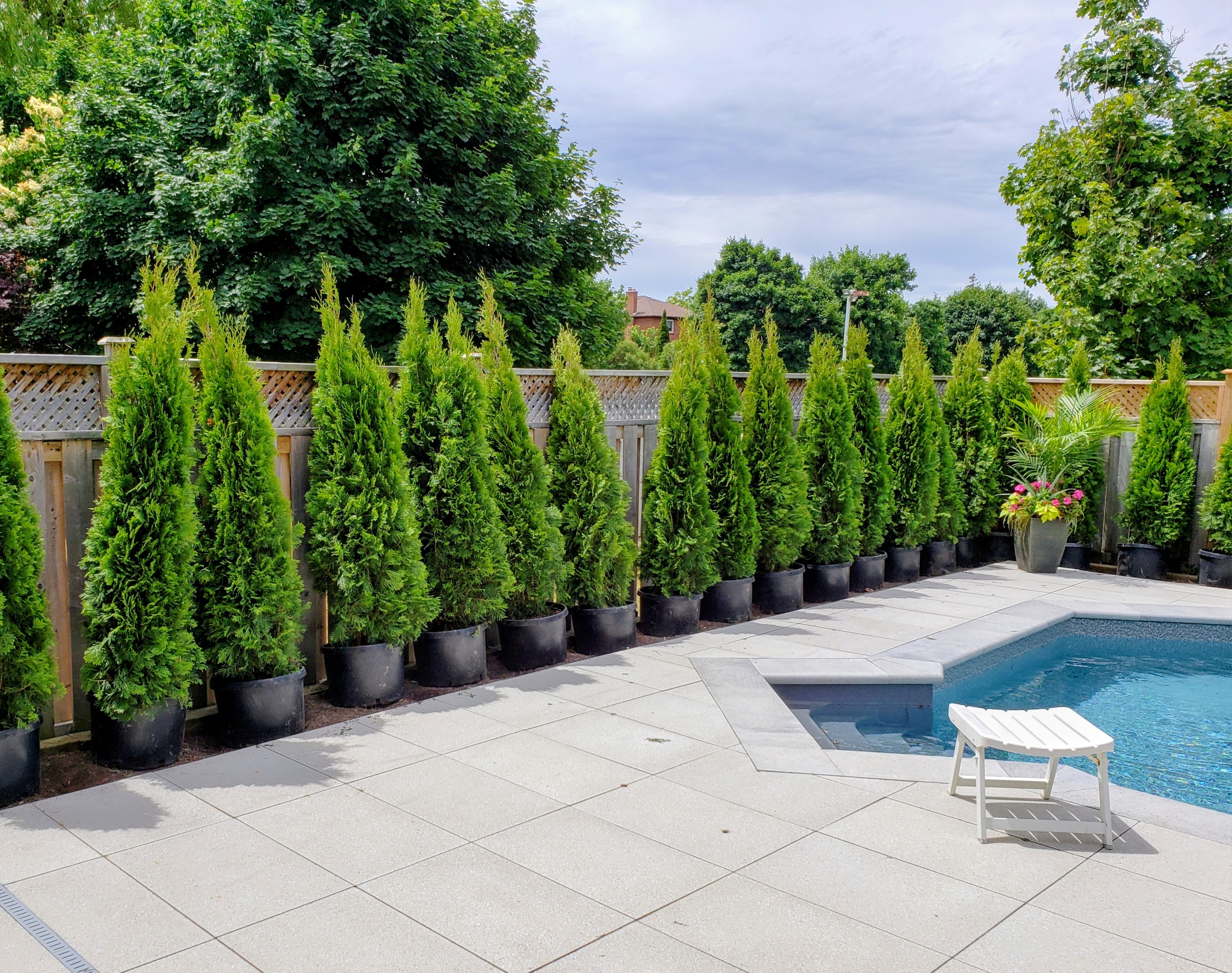 Tree & Shrub Planting